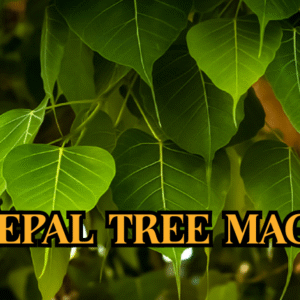 Peepal Leaf Remedies